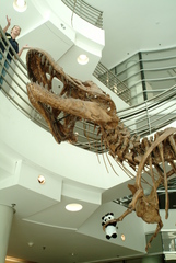 Steve Steve and the T. rex at UCMP